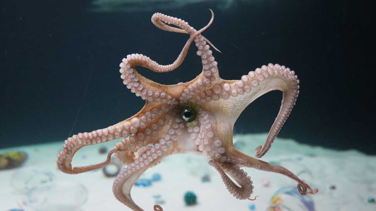 What Happens When an Octopus Engages with Art?