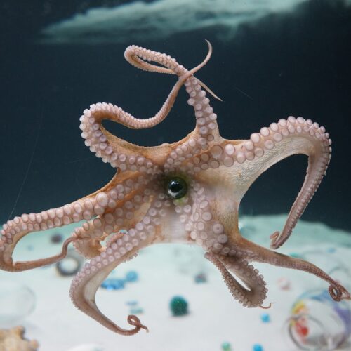 What Happens When an Octopus Engages with Art?