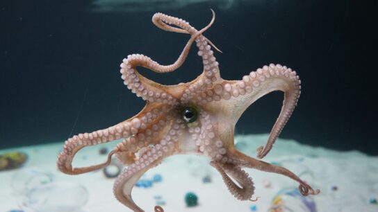 What Happens When an Octopus Engages with Art?