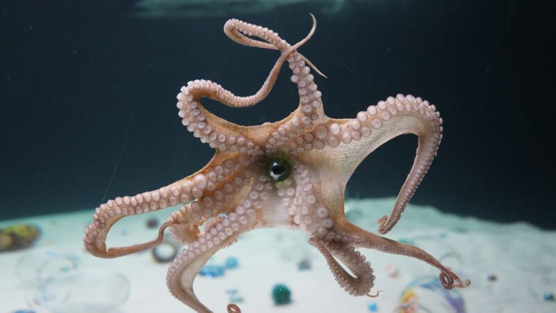 What Happens When an Octopus Engages with Art?