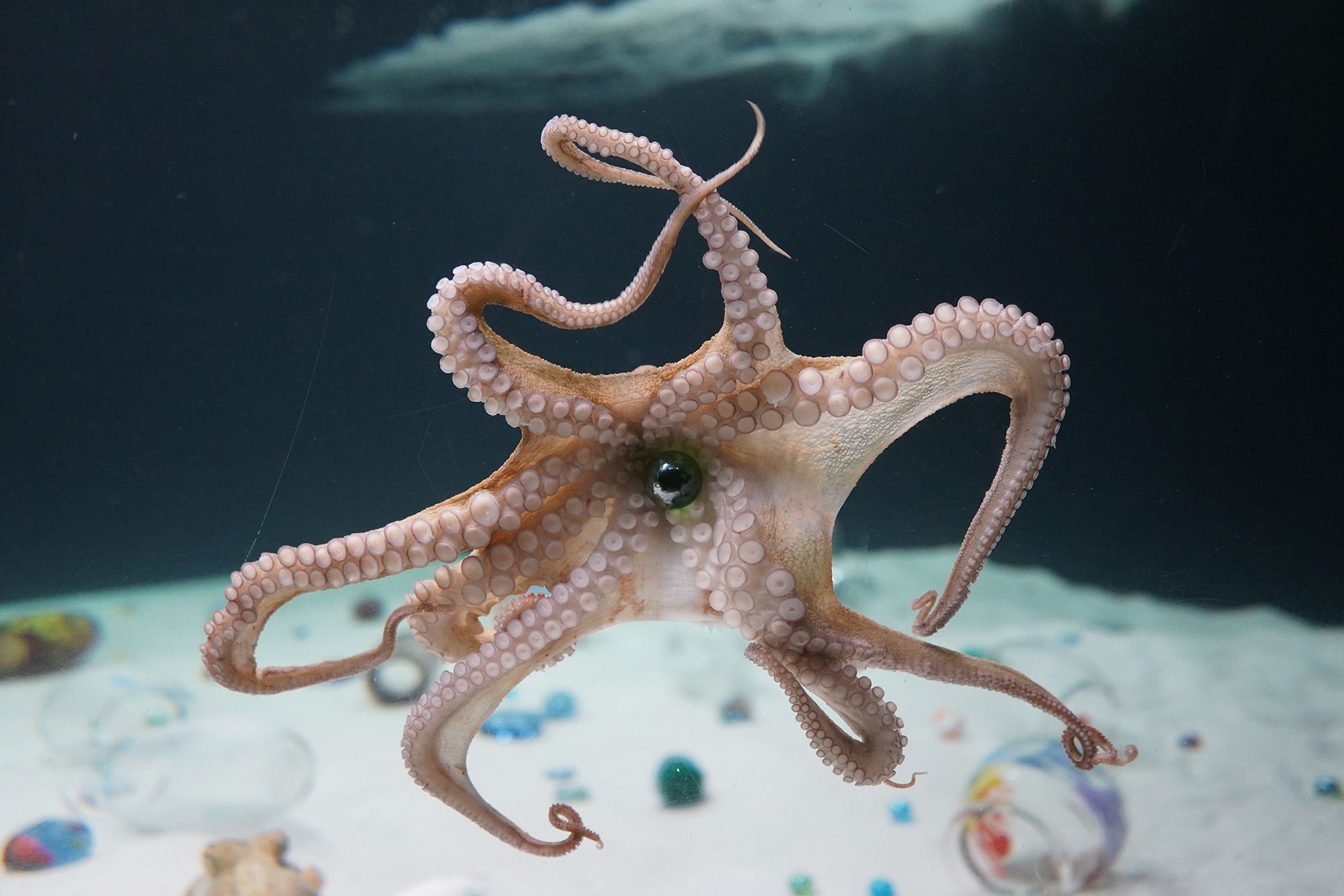 What Happens When an Octopus Engages with Art?